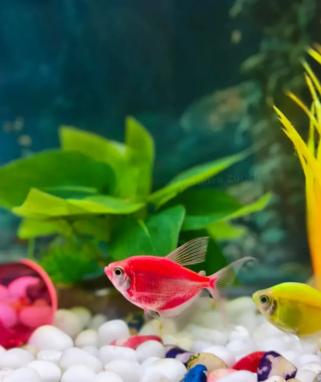 Wie wir das richtige Aquarium für kleine Wohnungen auswählen