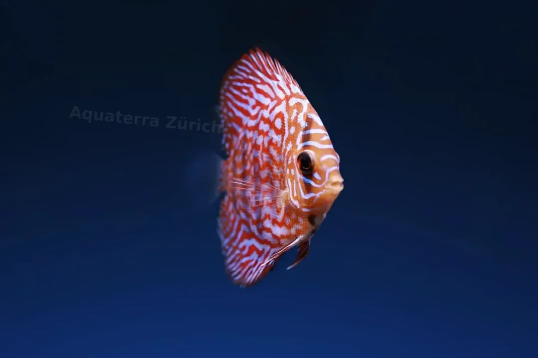 Aquaterra Zürich 1