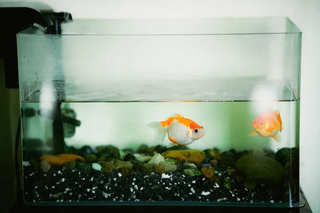 Einrichtung und Planung von Aquarien