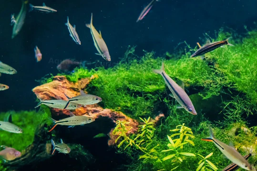 Wartung und Service für Aquarienanlagen